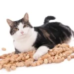 Croquettes