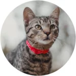 Pâtée/ boulette chat