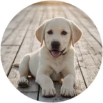 Pâtée boulette chien